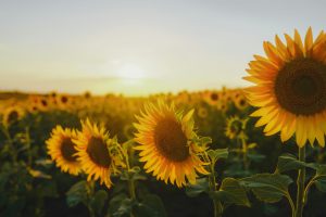 Handicaps invisibles : le tournesol comme symbole international d’inclusion dans certains lieux publics